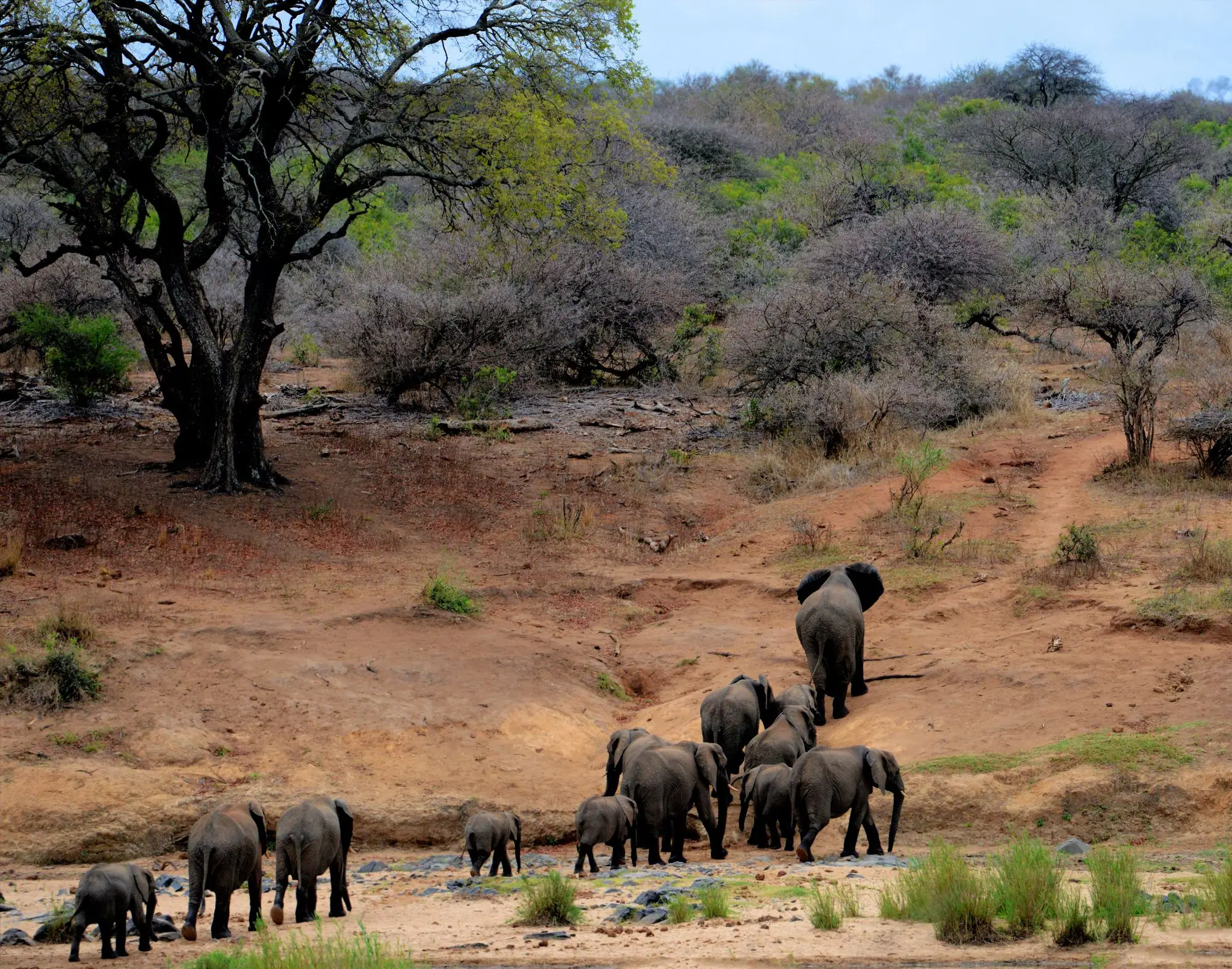 Le parc Kruger — Afrique du Sud