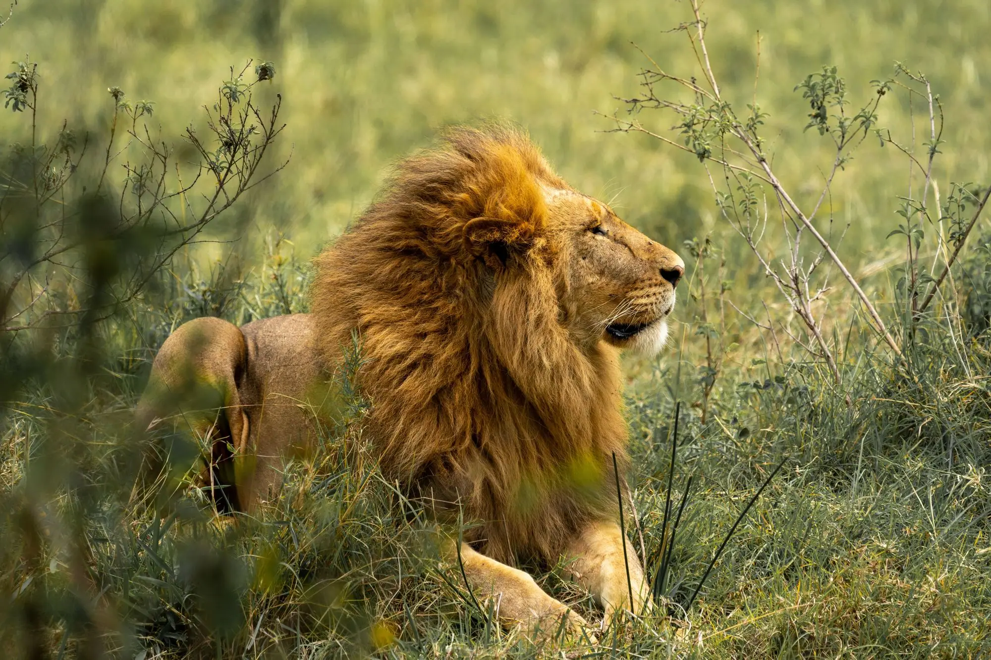 Le Masai Mara — Kenya