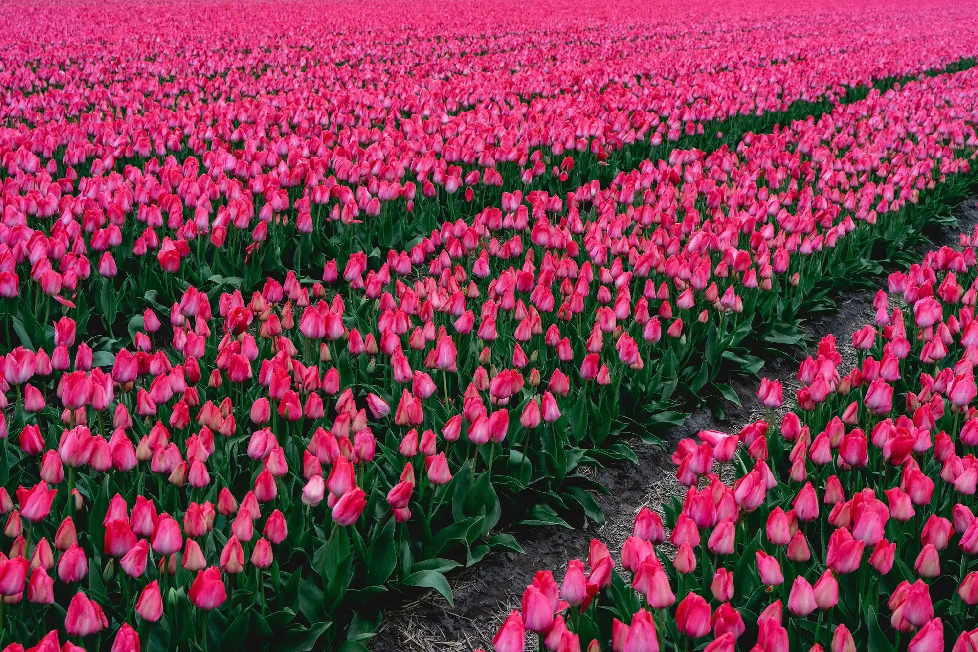 Les champs de tulipes — Pays-Bas