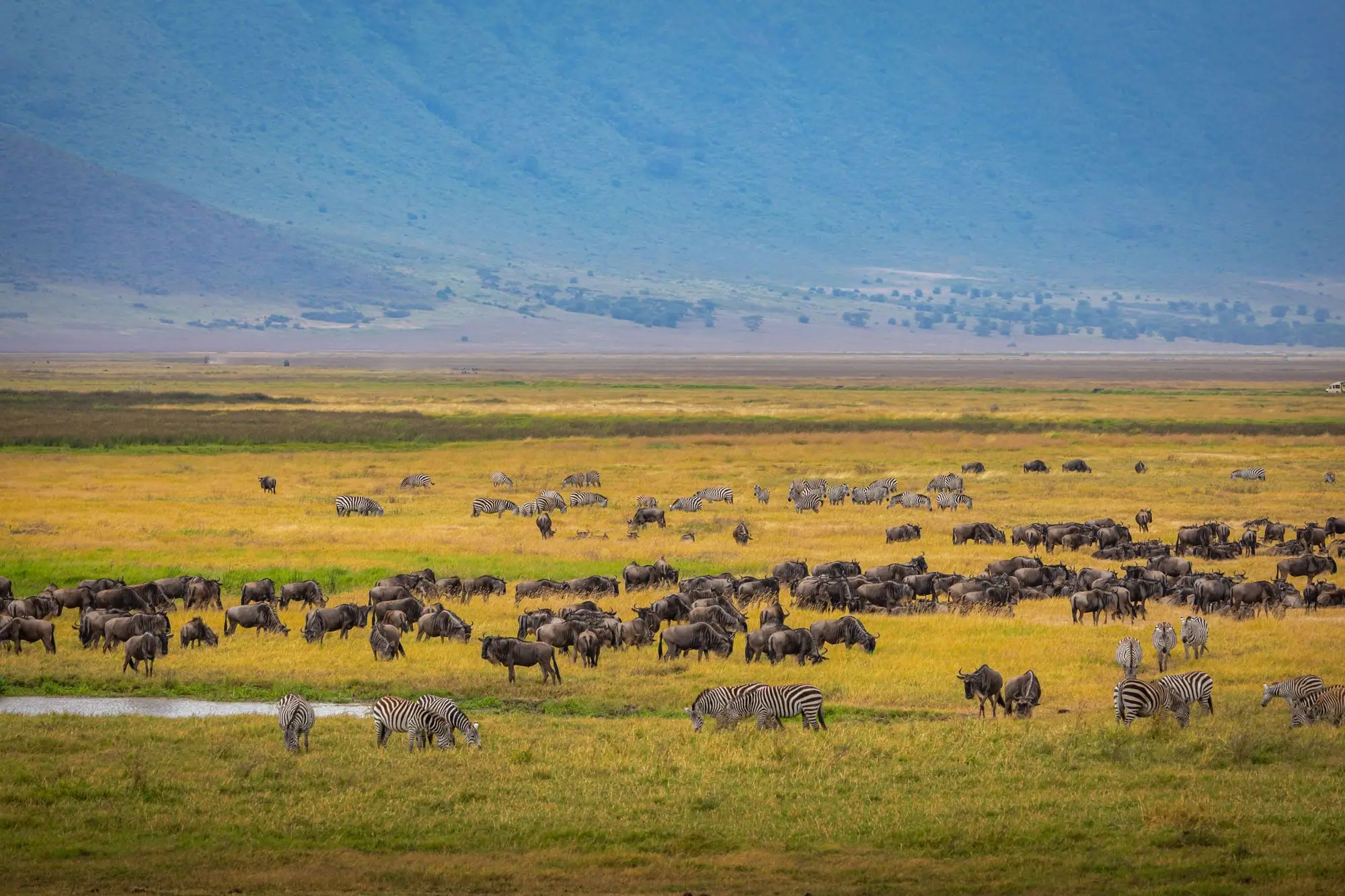 Le Serengeti — Tanzanie